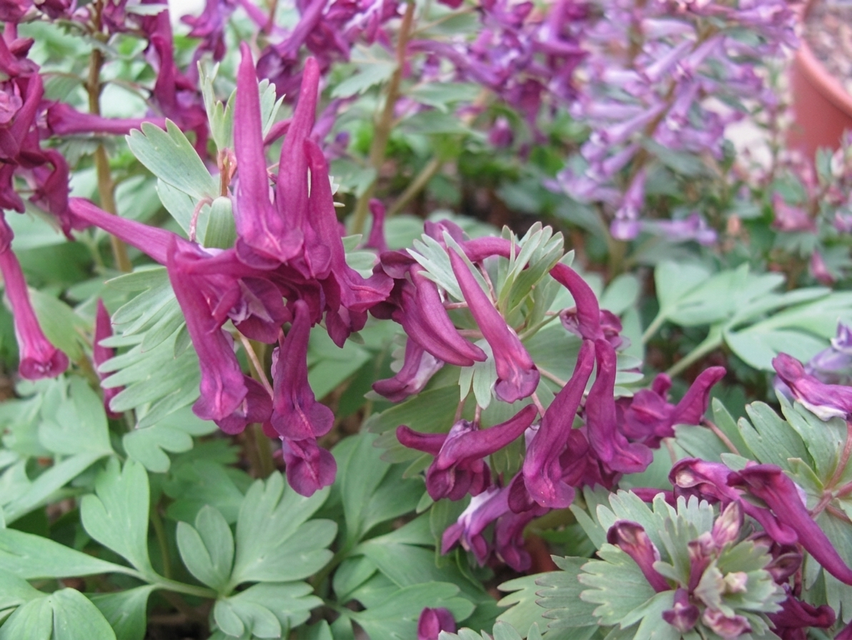 Corydalis solida 'Purple Bird'